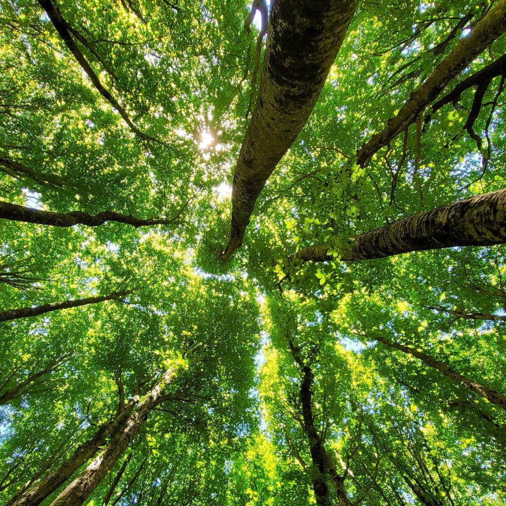 Stunning upward view of a lush green forest canopy with sunlit leaves on a bright summer day.